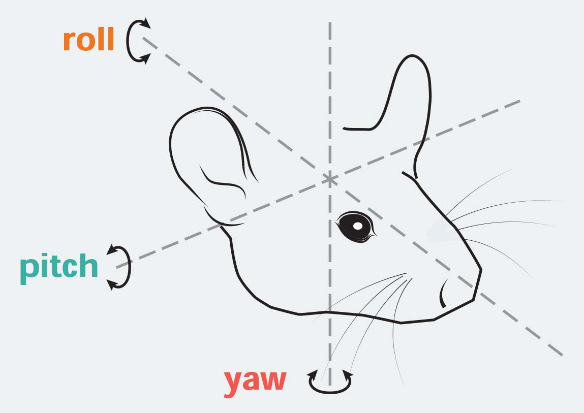 Brainstem Circuits for 3D Movements