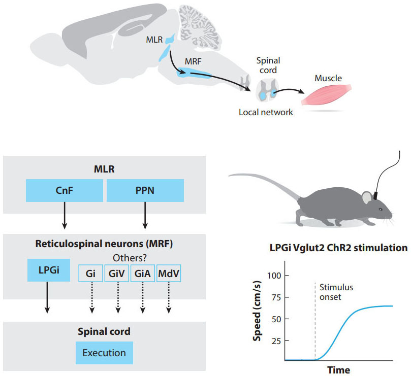 Brainstem Circuits for Locomotion