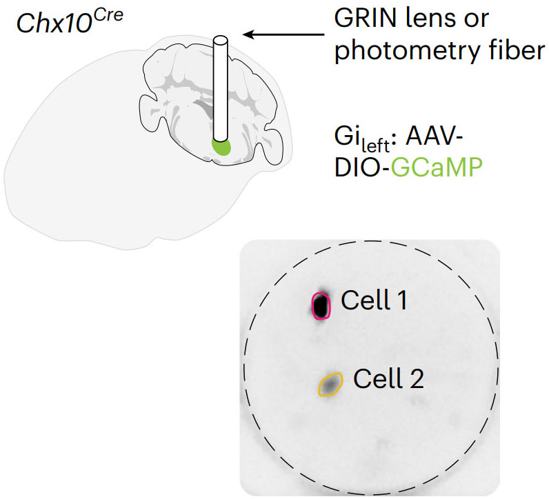 Basal Ganglia-Spinal Cord Pathway that Commands Locomotor Gait Asymmetries in Mice