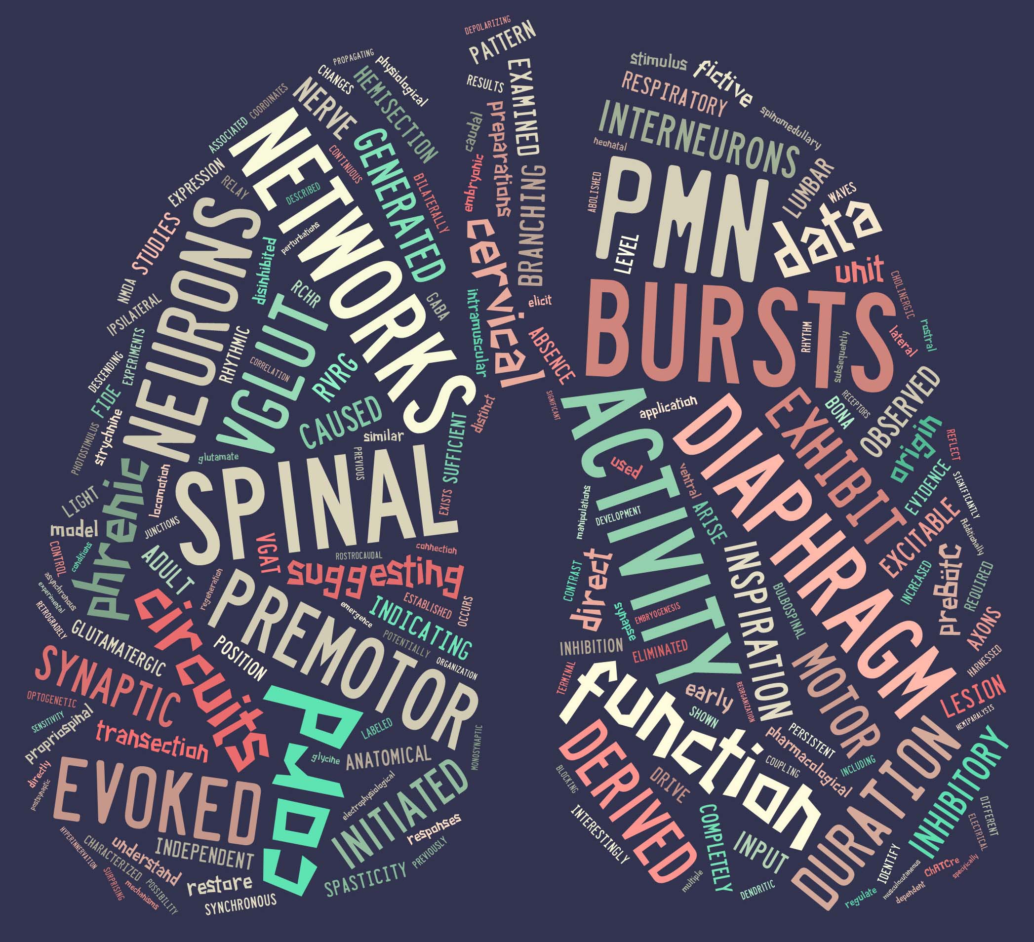 Brainstem Circuits for Respiration