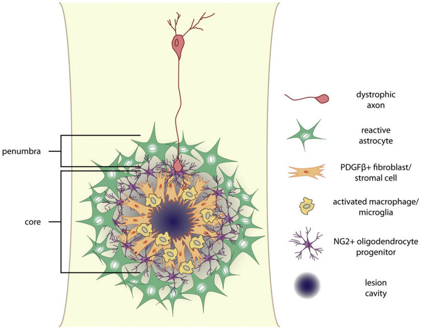 Functional Regeneration Beyond the Glial Scar