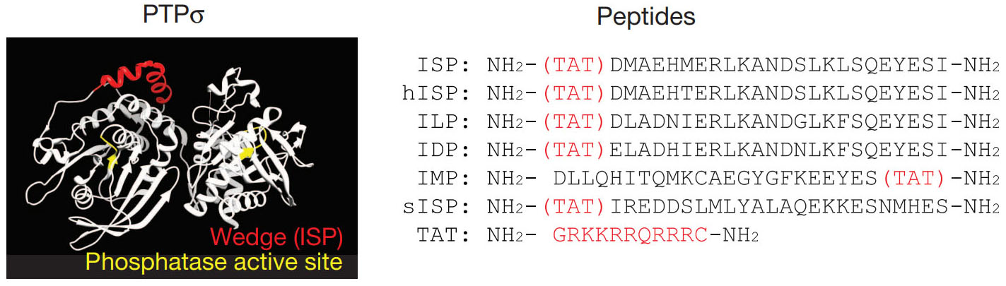 Compositions and Methods for Inhibiting the Activity of LAR Family Phosphatases