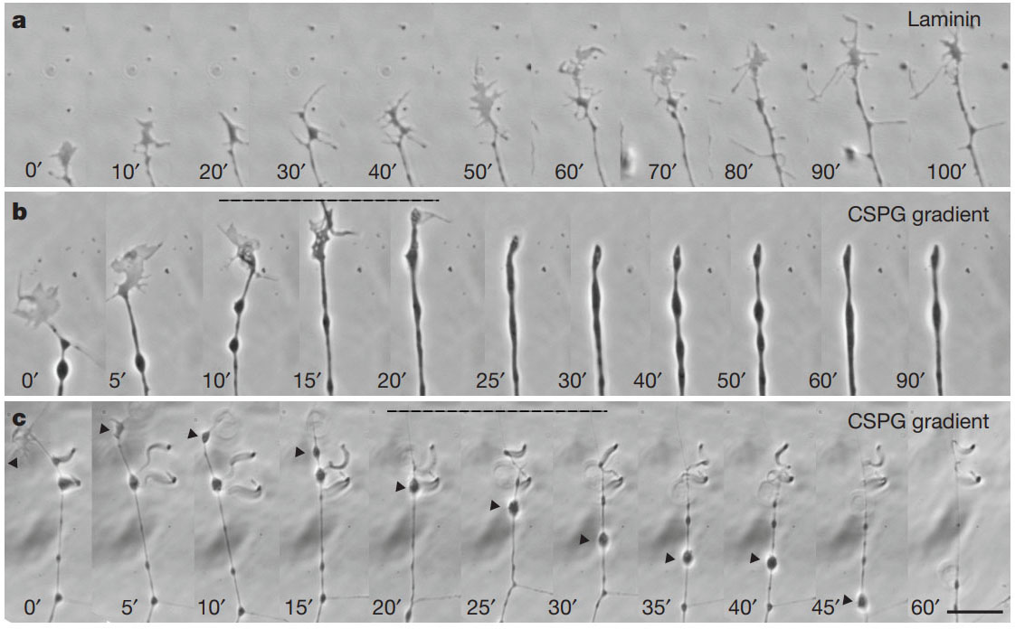 Modulation of the Proteoglycan Receptor PTPσ Promotes Recovery after Spinal Cord Injury