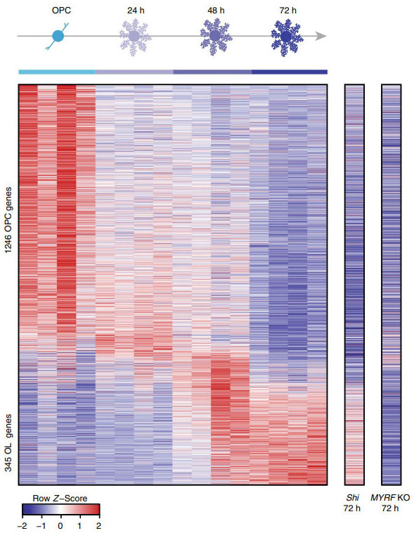 Rapid Functional Genetics of the Oligodendrocyte Lineage using Pluripotent Stem Cells