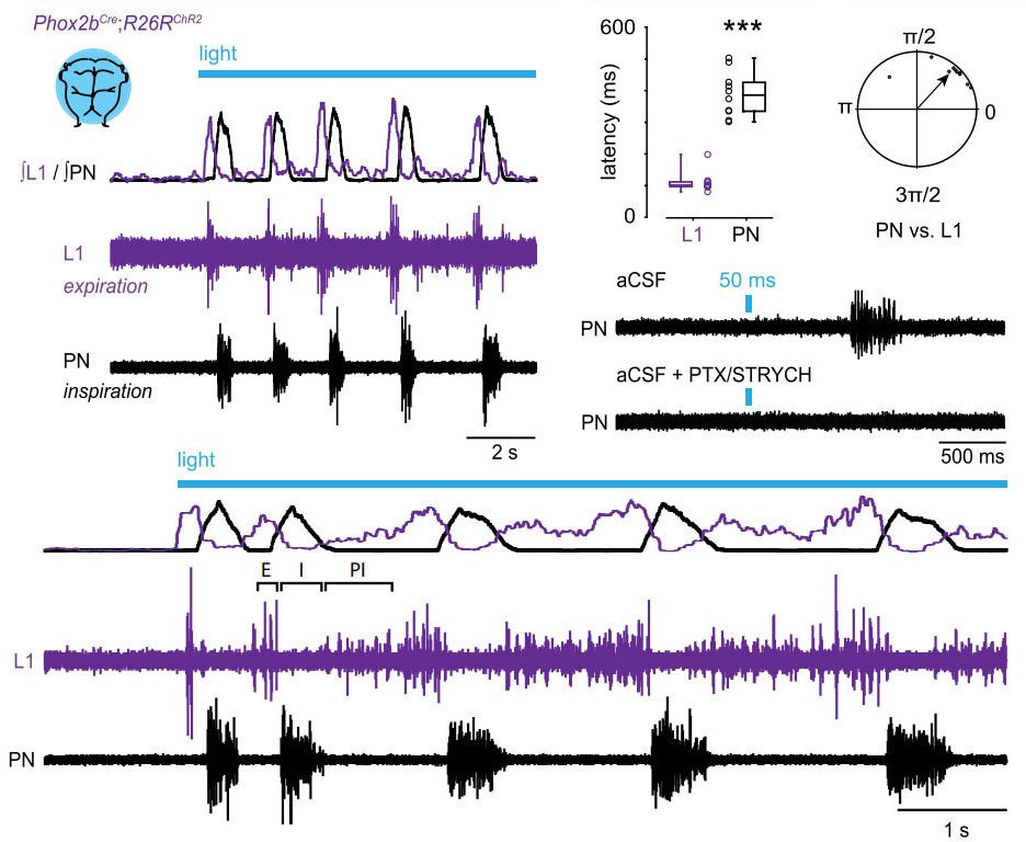 Phasic Inhibition as a Mechanism for Generation of Rapid Respiratory Rhythms