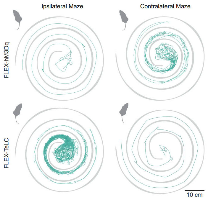 Brainstem Neurons that Command Left/Right Locomotor Asymmetries