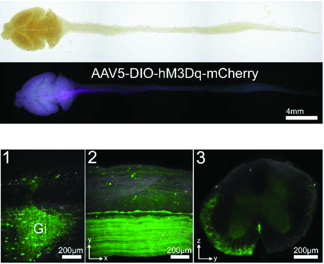A Uniform Tissue-Clearing Framework and MesoSPIM-Ultra Enable Cm-Scale Single-Neuron Tracing